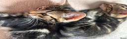 Mixed Breed cats for sale: 3 adorable kittens for sale - Advert 11