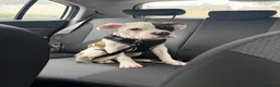 American Bulldog dogs for sale: Monty 12 month old American Bulldog  - Advert 5
