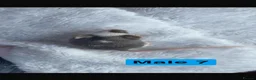 Mouse rodents for sale: Baby mice  - Advert 15