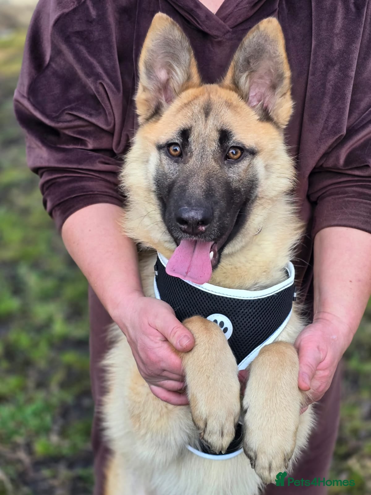 Mixed Breed dogs ❤️JILLY❤️ 9 months old gentle puppy girl - Advert 2