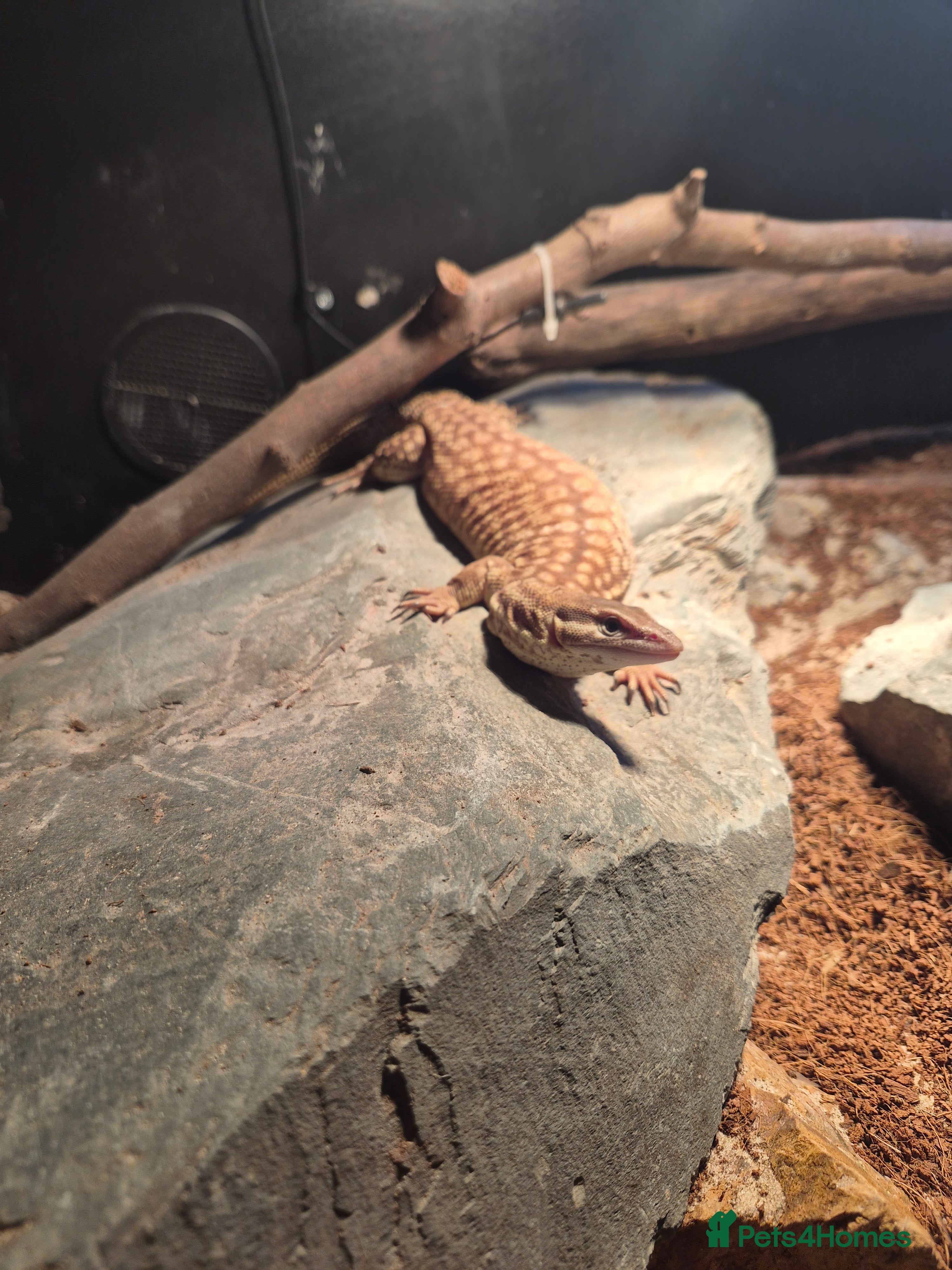 Monitor reptiles Ackie monitor( 3 years old) with setup - Advert 1