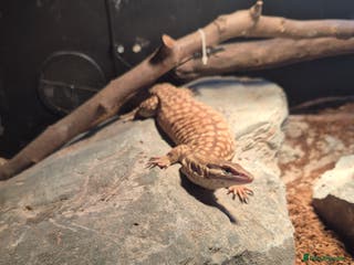 Monitor reptiles Ackie monitor( 3 years old) with setup - Advert 13