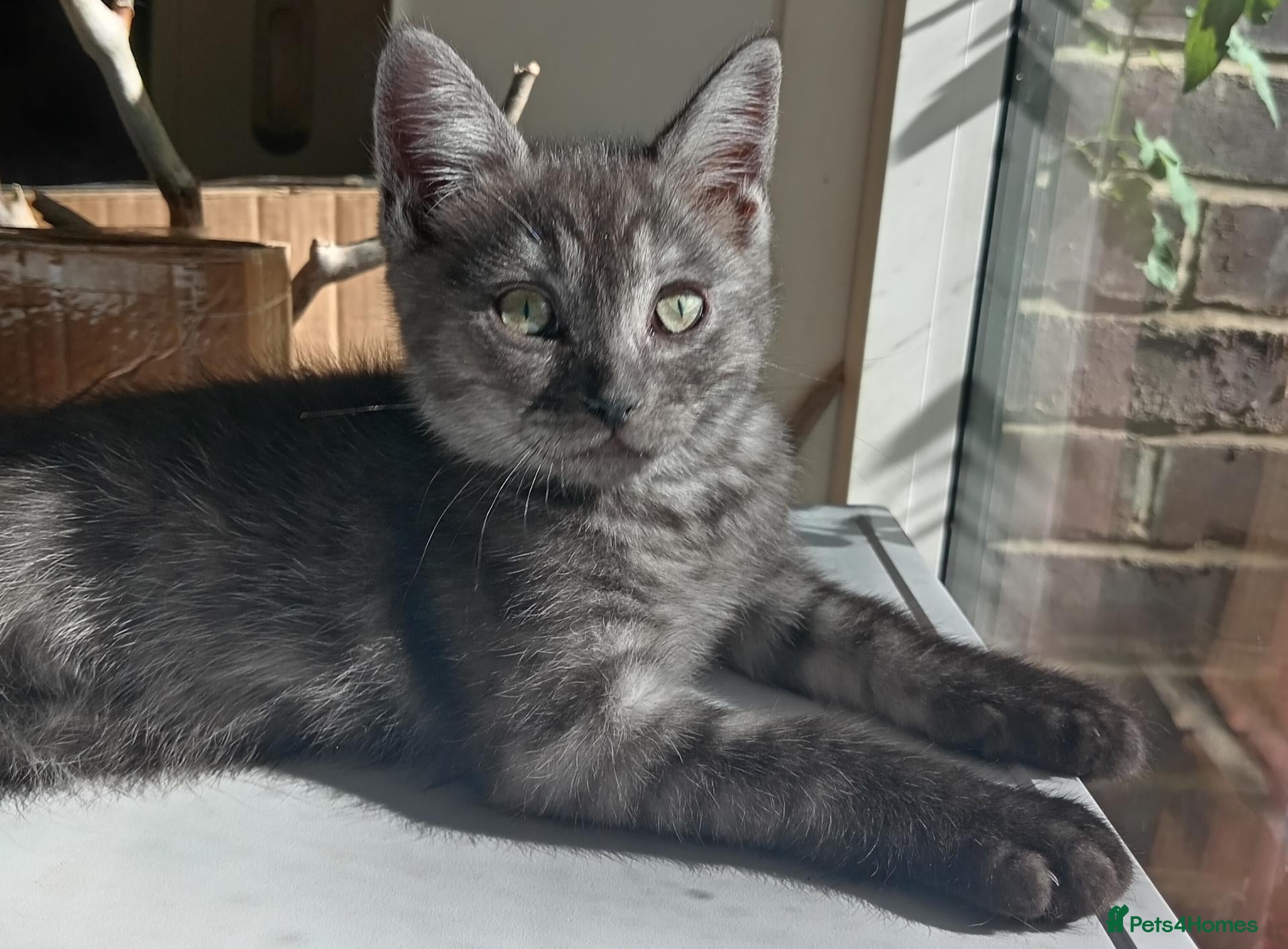 Ragdoll cats Stunning Ragdoll x British short hair boy  - Advert 1