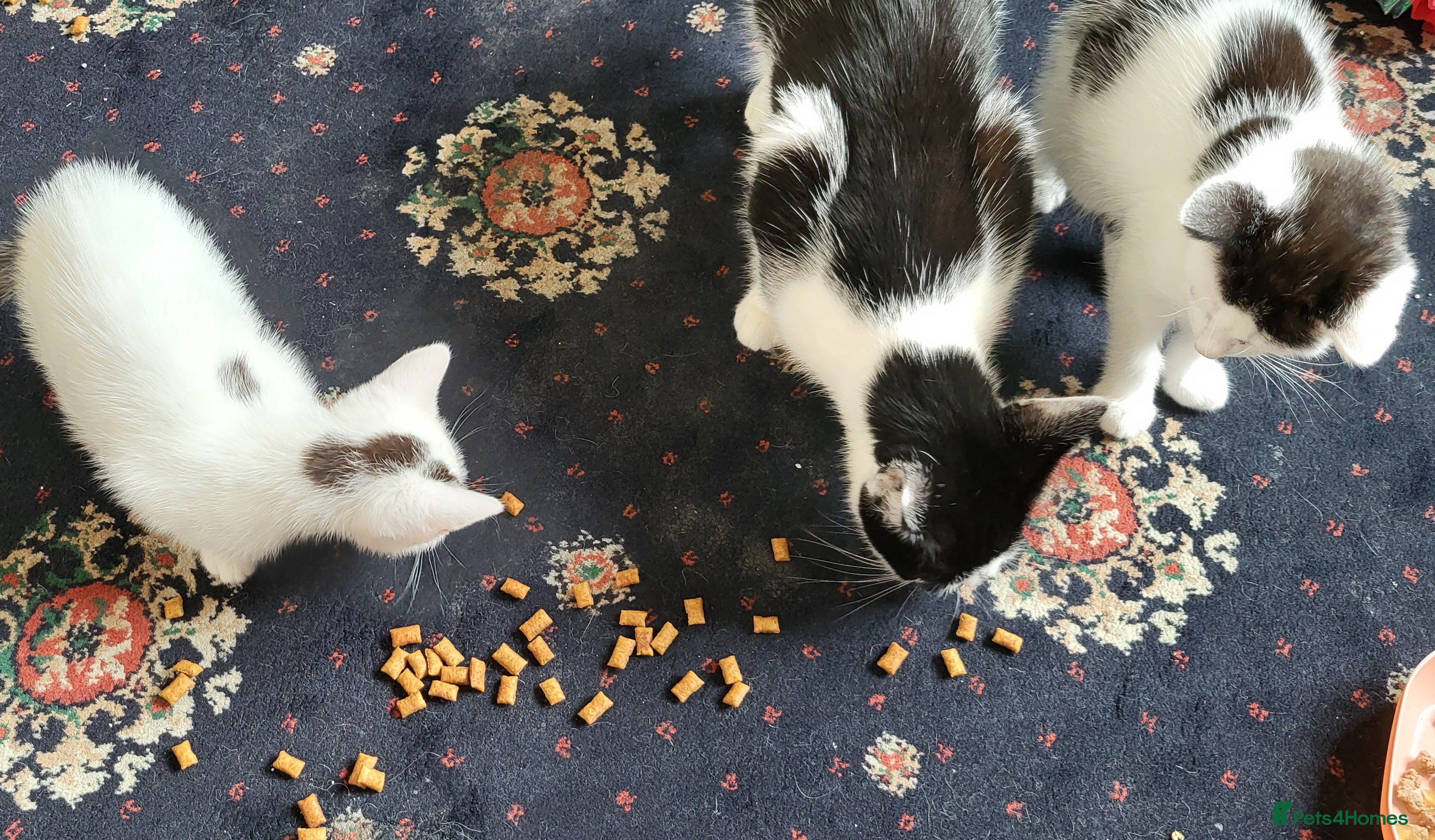 Mixed Breed cats Kittens for sale - Advert 1