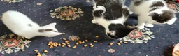 Mixed Breed cats for sale: Kittens for sale - Advert 1