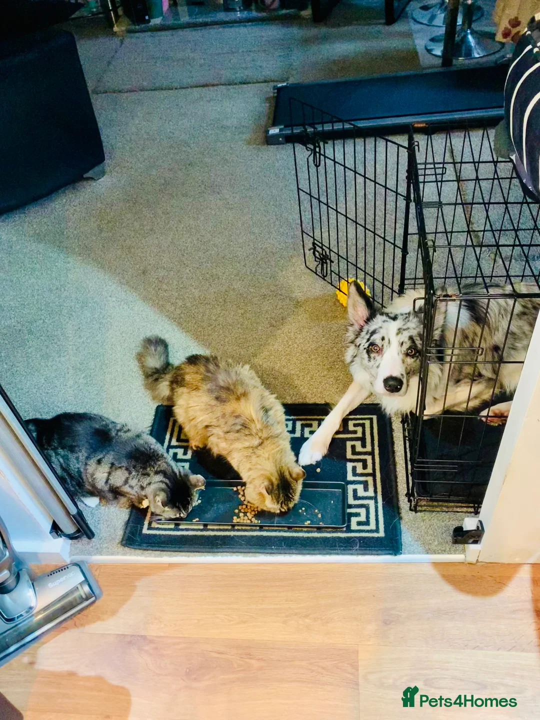 Border Collie dogs for stud: PROVEN! STUD ONLY! Stunning Merle Border Collie. in Coventry - Advert 10