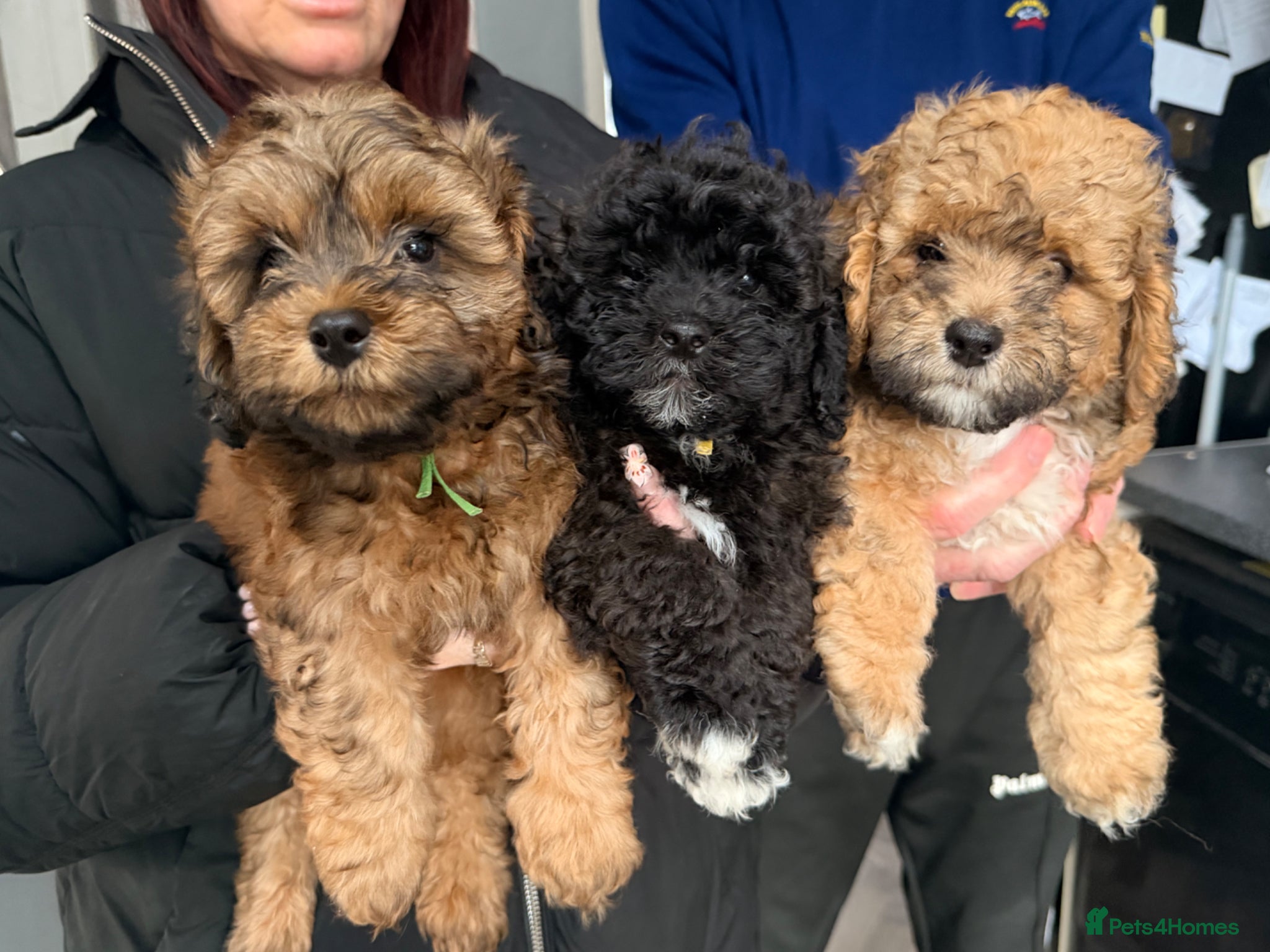 Shihpoo dogs 3 beautiful baby’s ready for there forever homes  - Advert 9