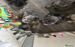 French Bulldog dogs for sale: 🐾Ready now 🔥Fluffy French bulldogs🔥🐾 in Rotherham - Image 21