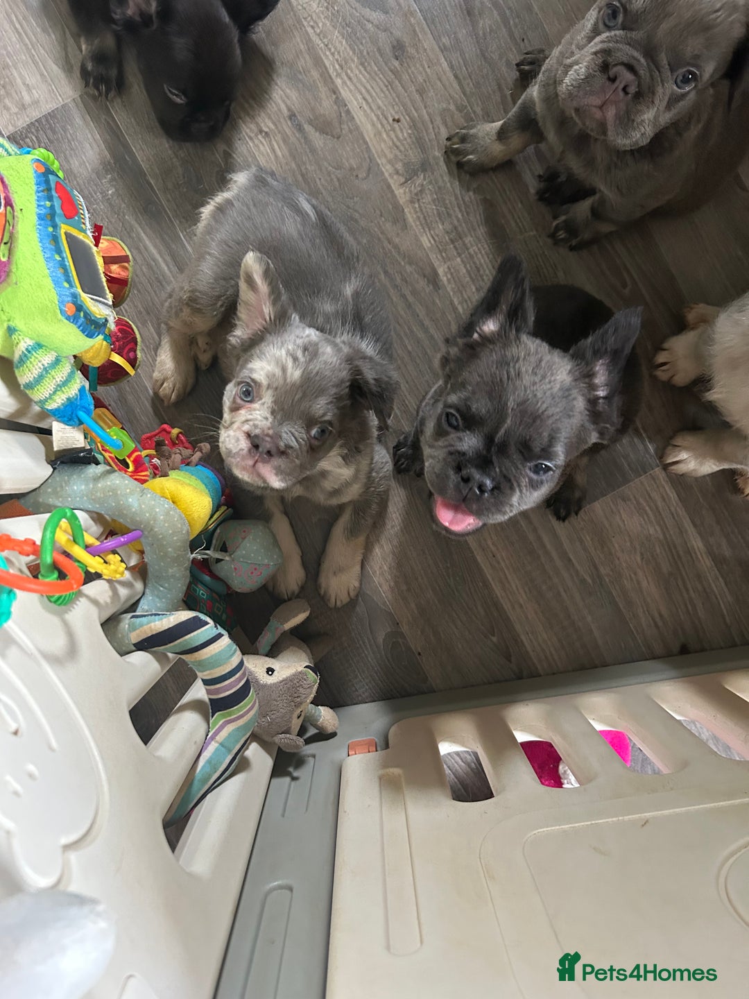 French Bulldog dogs for sale: 🐾Ready now 🔥Fluffy French bulldogs🔥🐾 in Rotherham - Image 21