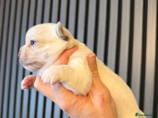 Chihuahua dogs Kc 3 boys Beautiful chihuahua puppies - Advert 9