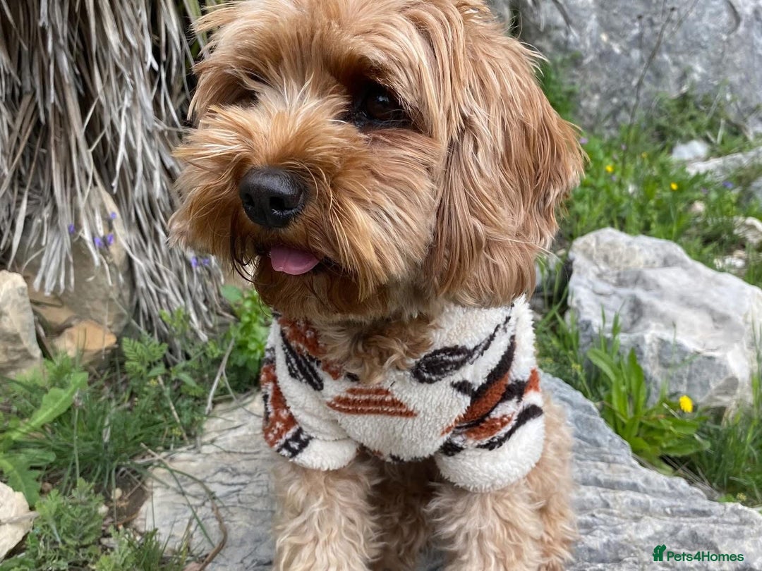 Cavapoo dogs for sale: DNA Health Tested Cavapoos  - Image 20