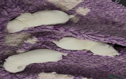 West Highland Terrier dogs for sale: West Highland Terrier pups Dad show lines - Image 7