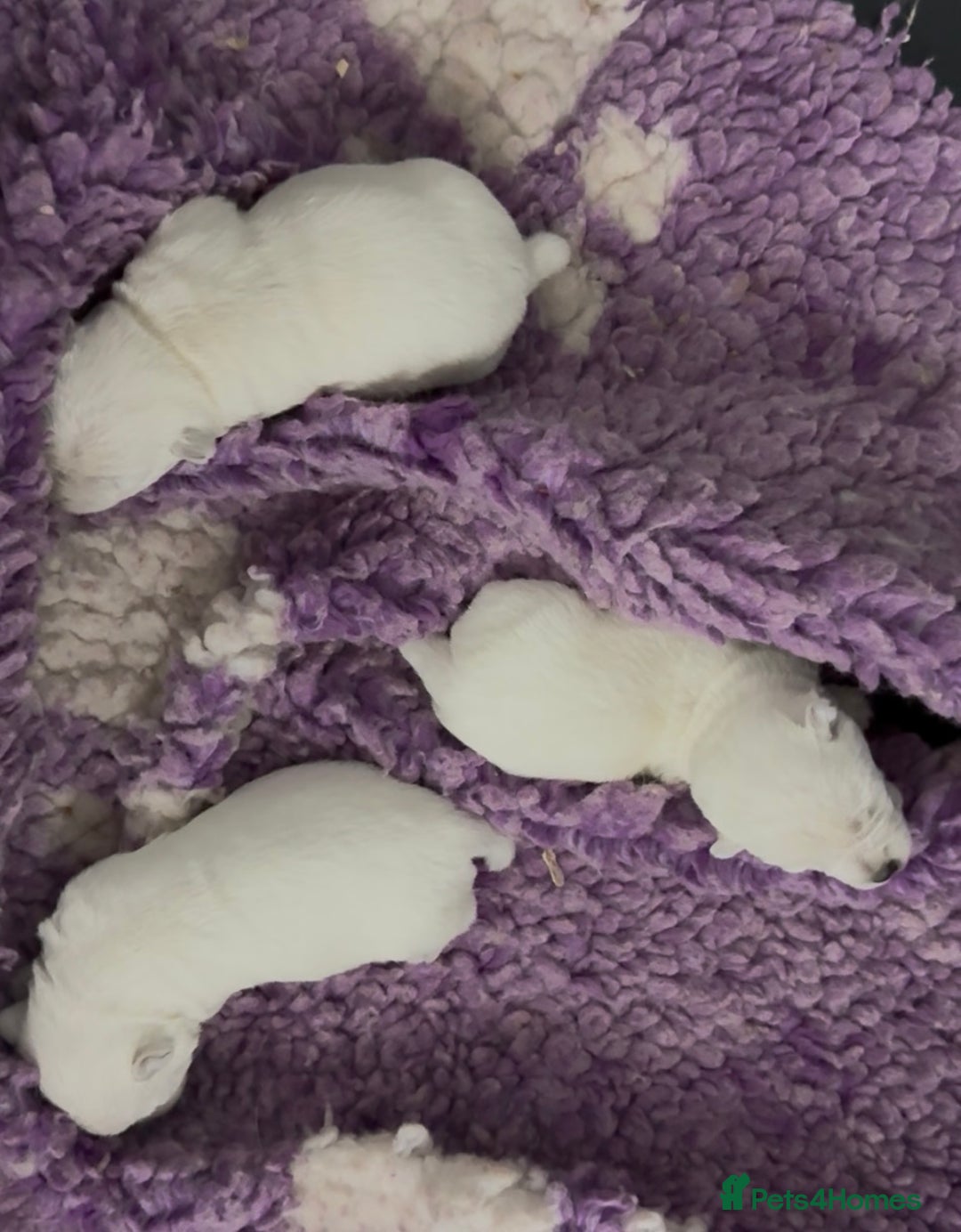 West Highland Terrier dogs for sale: West Highland Terrier pups Dad show lines - Image 7