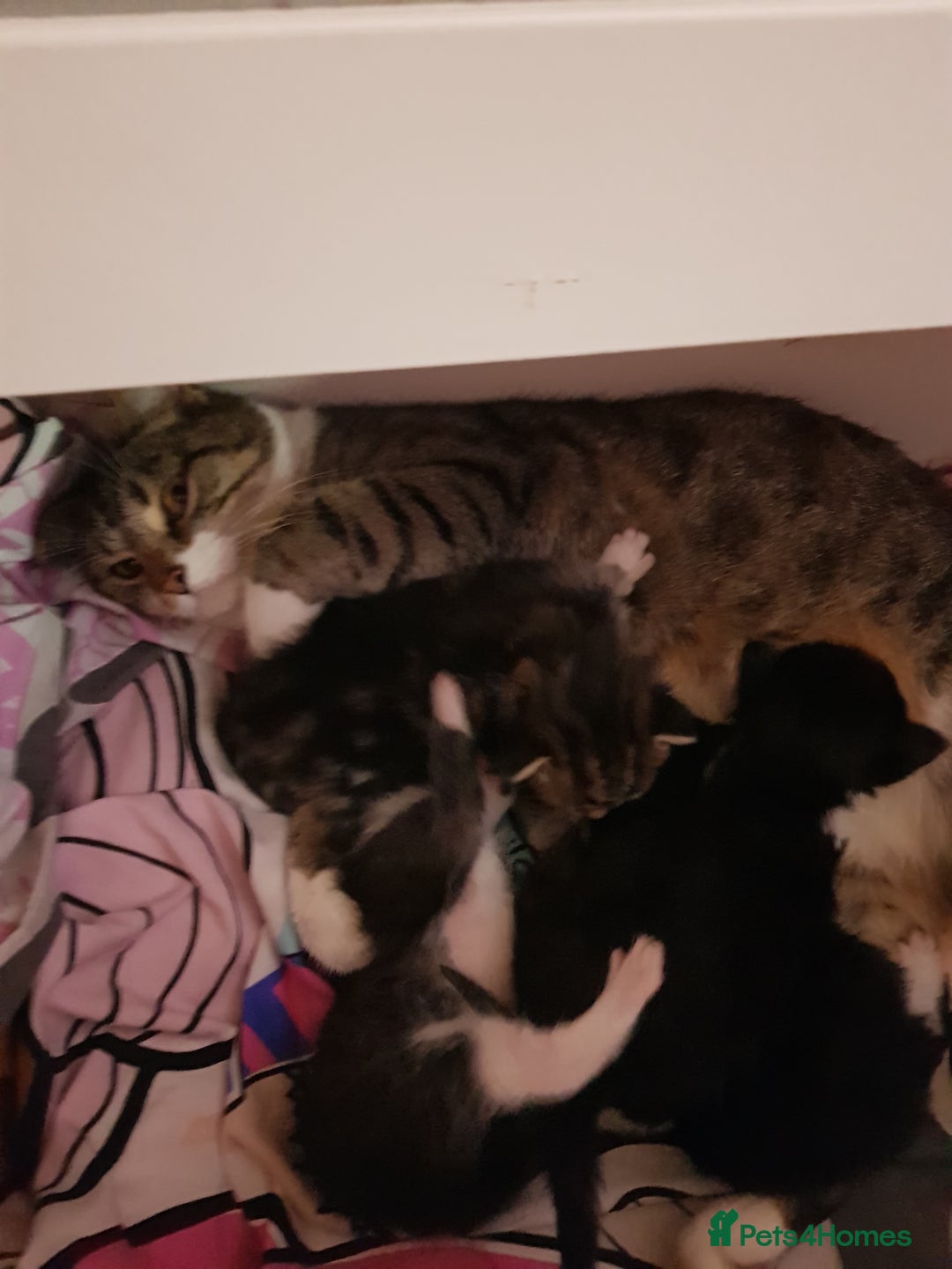 Mixed Breed cats for sale: Male tuxedo kitten - Advert 3