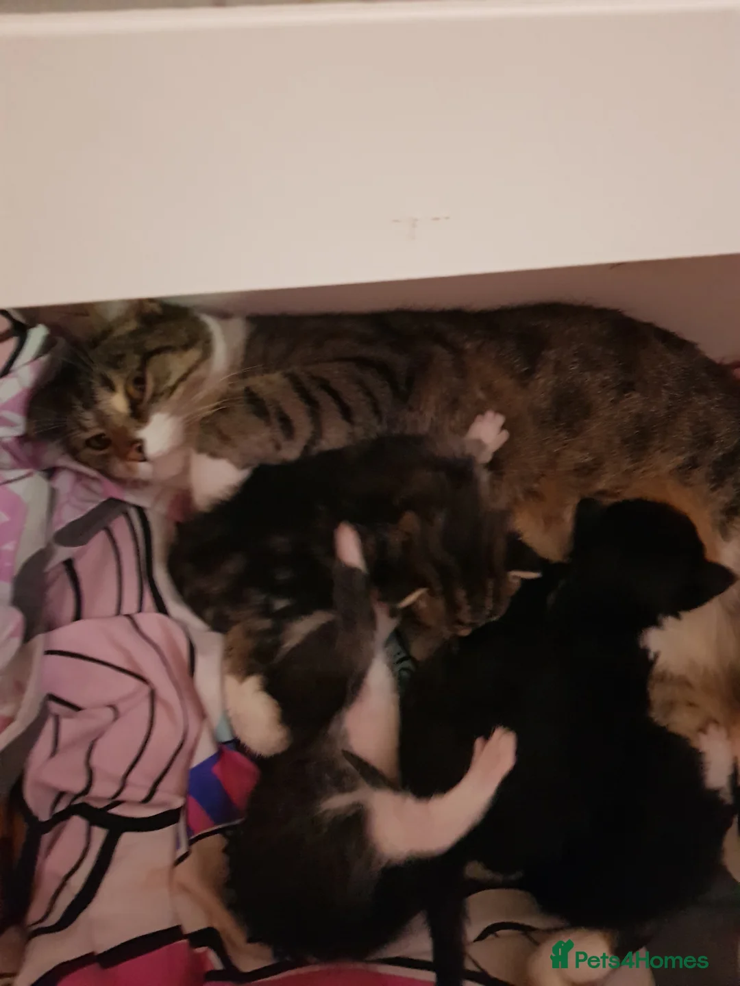 Mixed Breed cats for sale: Male tuxedo kitten - Advert 3