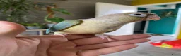 Conures birds for sale: Hand reared Green cheek Conures - Advert 9