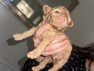 Toy Poodle dogs Toy poodle puppies - merle bloodline - Advert 14