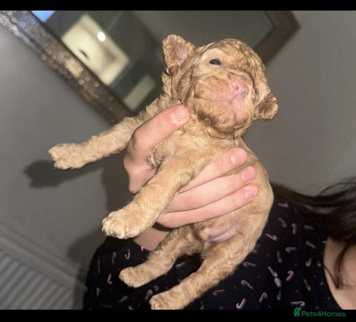 Toy Poodle dogs Toy poodle puppies - merle bloodline - Advert 19