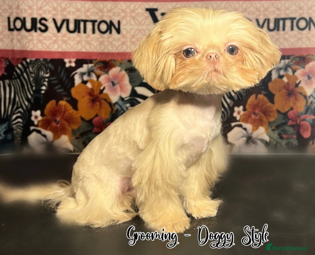 Shih Tzu dogs for stud: LAVENDER PRODUCING Liver Imperial shihtzu in Cardiff - Advert 14