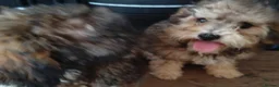 Poochon dogs for sale: Poochon puppies beautiful girls fully vaccinated  - Advert 12