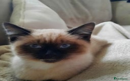 Mixed Breed cats for sale: Adorable kitten needing a loving home - Image 7