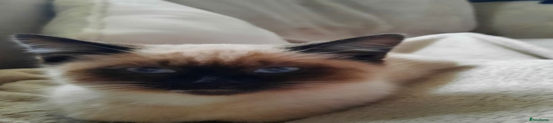 Mixed Breed Kitten 4