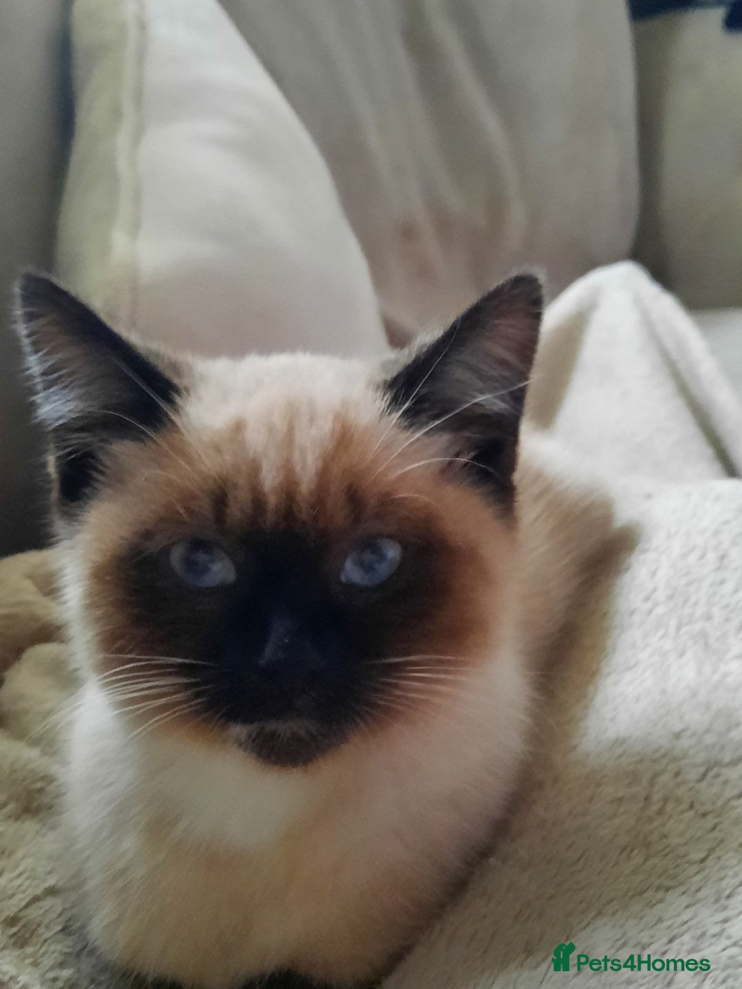 Mixed Breed cats for sale: Adorable kitten needing a loving home - Image 7