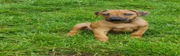 Rhodesian Ridgeback dogs for sale: Gentlemen of the Savanna. - Advert 3