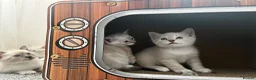 Snowshoe cats for sale: Beautiful Snowshoe x Ragdoll Cross Kittens 🐾 in Bournemouth - Advert 9