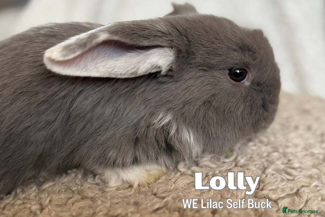 French Lop rabbits for sale: ❤️ Hand Raised French Lop Babies - Advert 13