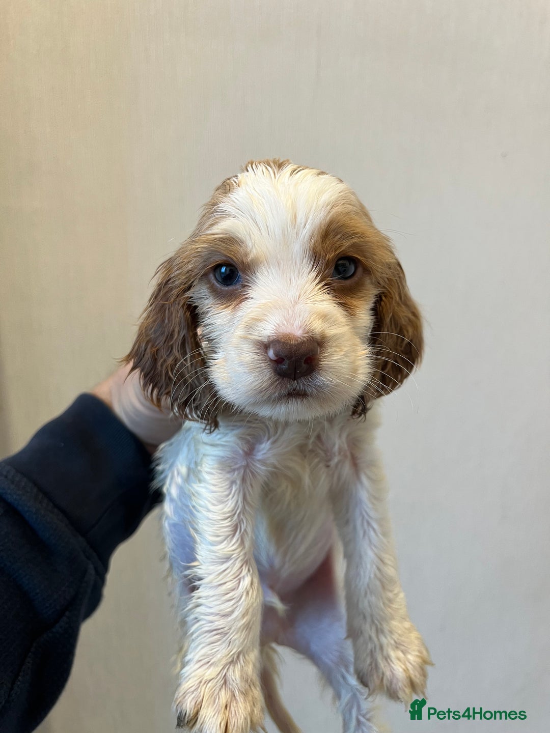 Cocker Spaniel dogs for sale: Beautiful Lemon & Brown Cocker Spaniel Puppies  - Image 16