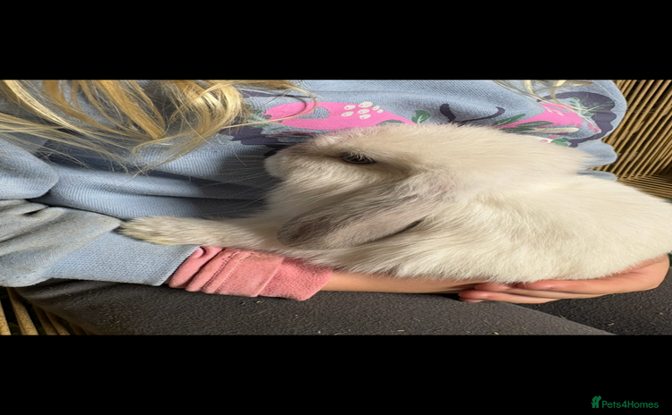 Mini Lop rabbits - Advert 15