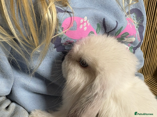 Mini Lop rabbits for sale - Advert 1