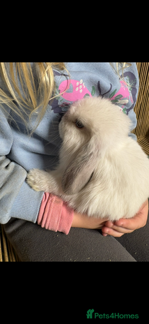 Mini Lop rabbits - Advert 2