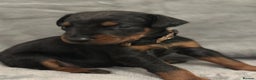 Dobermann dogs for sale: Amazing Dobermann puppies.  - Advert 12