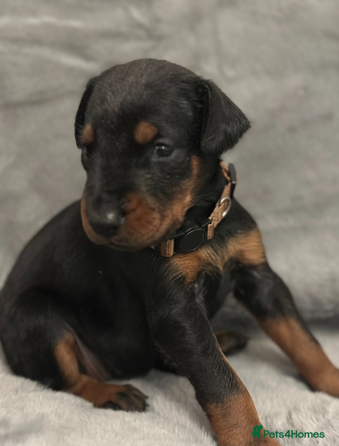 Dobermann dogs for sale: Amazing Dobermann puppies.  - Advert 12