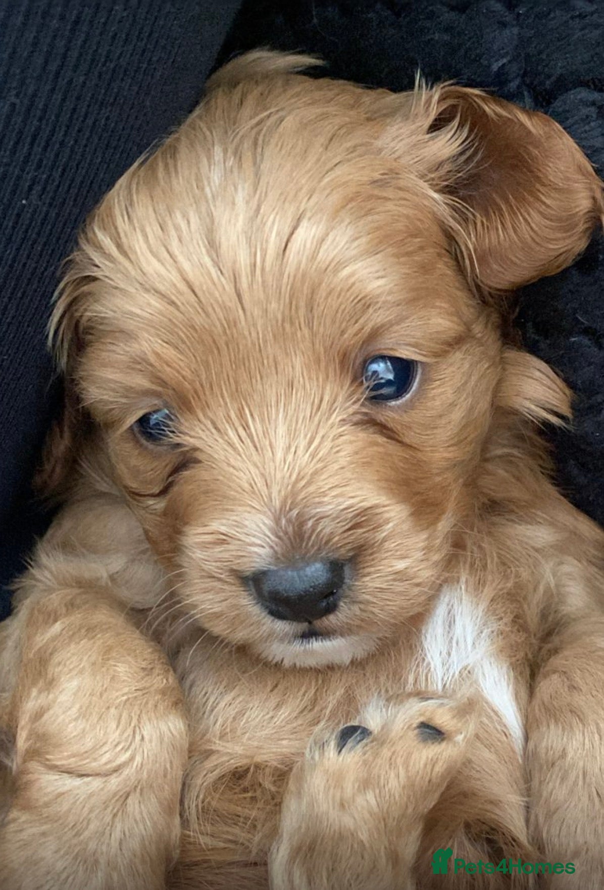 Cavapoo dogs Toy Cavapoo Puppies - Advert 7
