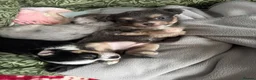 Mixed Breed dogs for sale: Beautiful Chihuahua Puppies – 1 Already Reserved - Advert 8