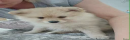 Pomeranian dogs for sale: Two Gorgeous Pomeranian Girls for SALE - Advert 11