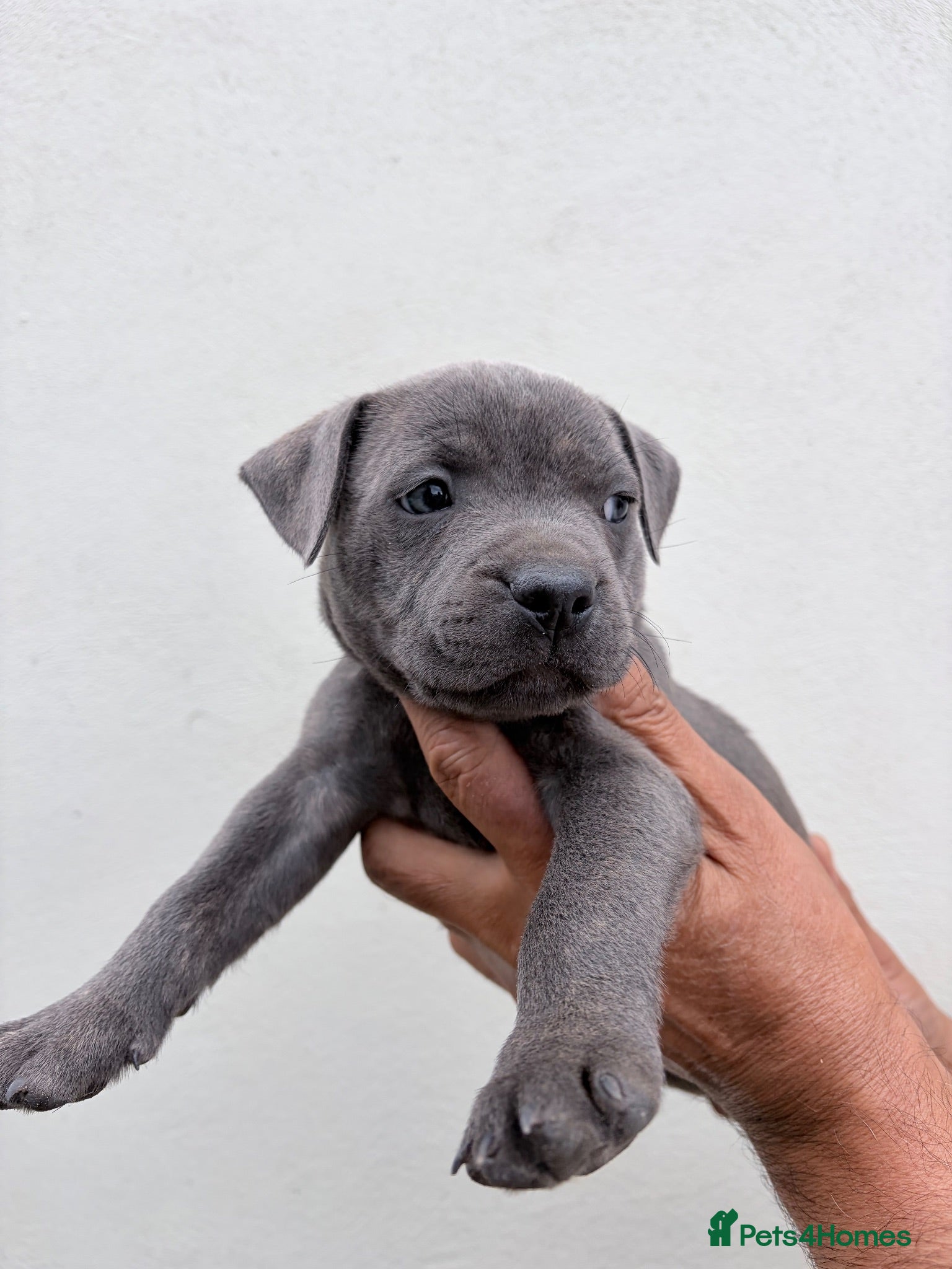 Staffordshire Bull Terrier dogs Pure blue staffy pups (pics updated)  - Advert 2