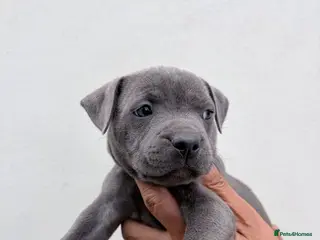 Staffordshire Bull Terrier dogs Pure blue staffy pups (pics updated) - Advert 2