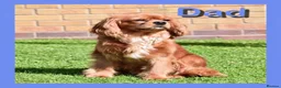 Cavapoo dogs for sale: Gorgeous cavapoo puppies from DNA tested parents - Advert 36
