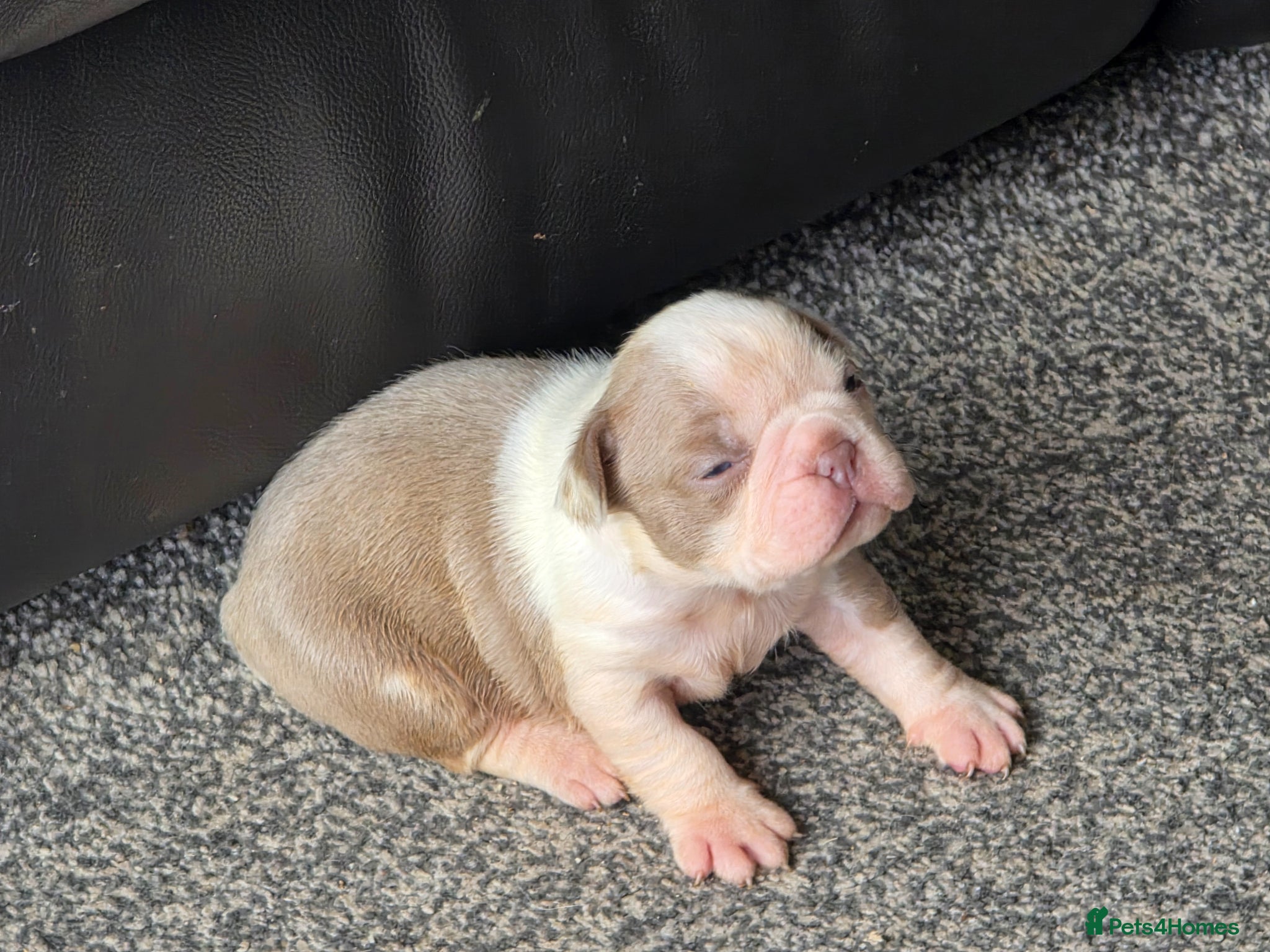 Boston Terrier dogs Stunning KC registered Boston Terrier puppies - Advert 1