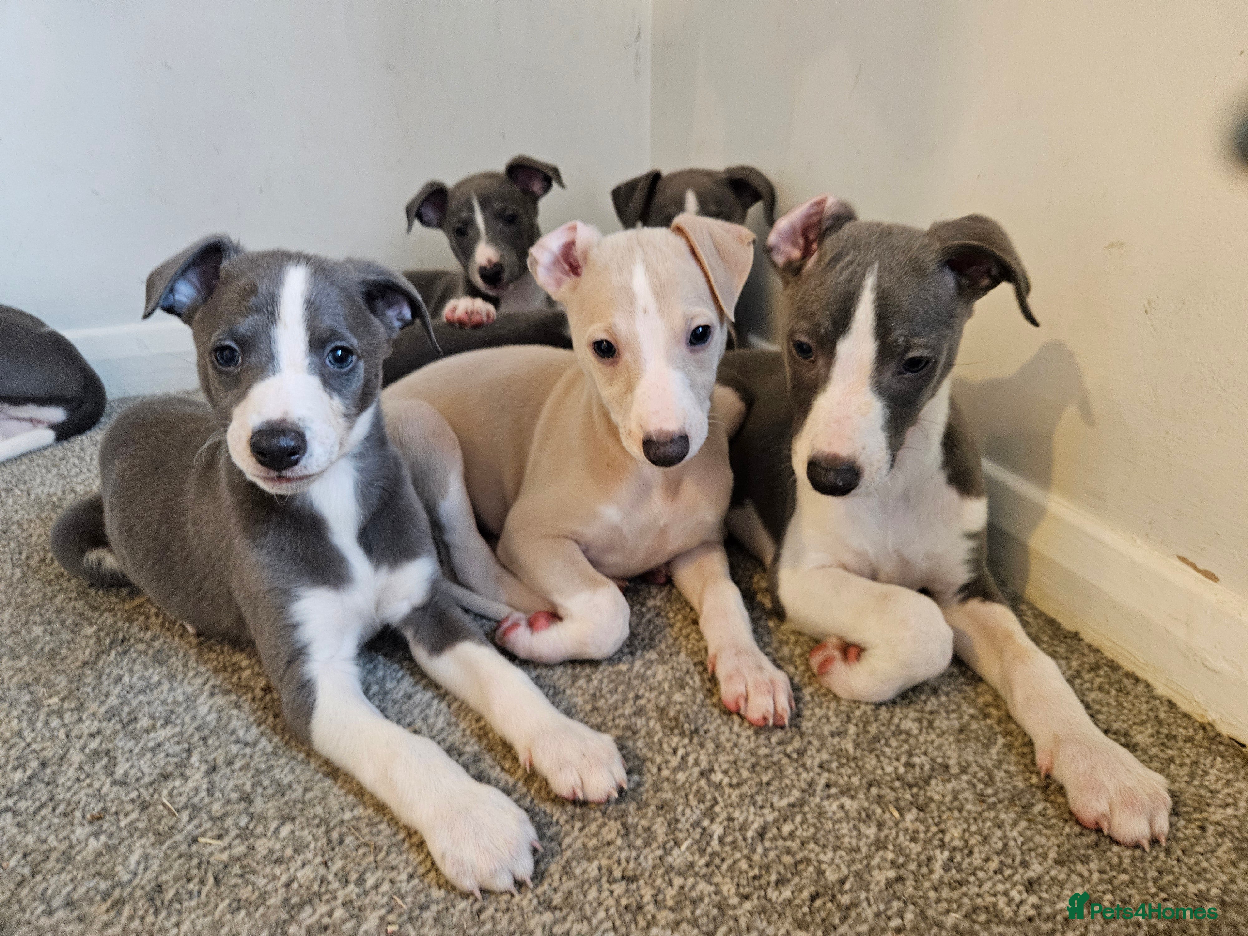 Whippet dogs KENNEL CLUB WHIPPETS  - Advert 6