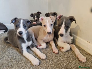 Whippet dogs KENNEL CLUB WHIPPETS - Advert 5