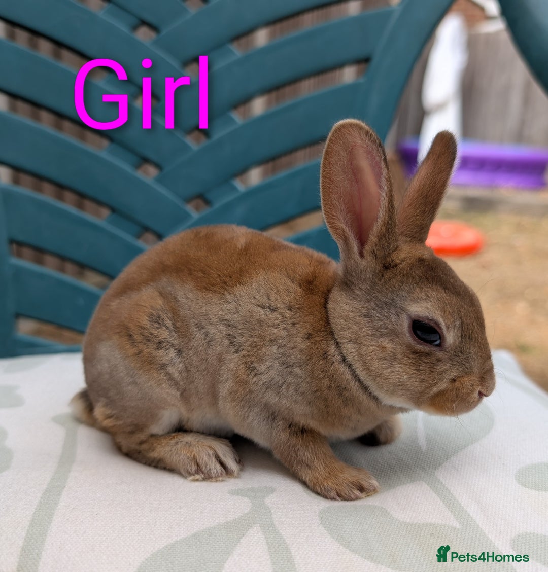 Rex rabbits for sale: Last 3 Mini Rex Babies - Image 3
