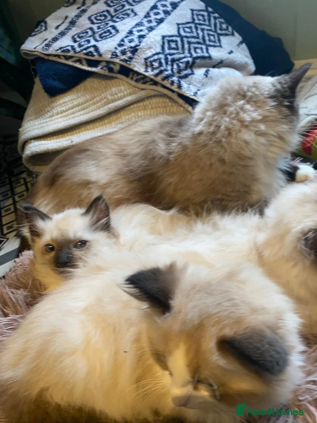 Ragdoll cats for sale: 3x stunning GCCF reg ragdolls remanding.   - Advert 11