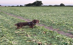 Cocker Spaniel dogs for sale: Cocker spaniel for unfortunate rehome🐶 - Image 7