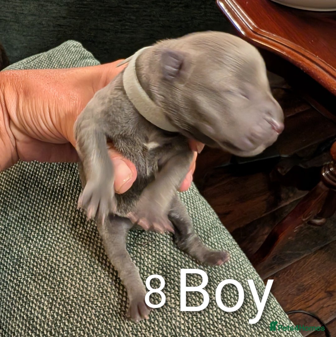 Staffordshire Bull Terrier dogs for sale: Ms/Mister - Image 25