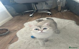 British Shorthair cats for sale: British shorthair kittens  - Image 17